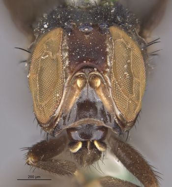 Media type: image;   Entomology 13238 Aspect: head frontal view